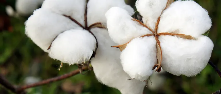Tree Cotton